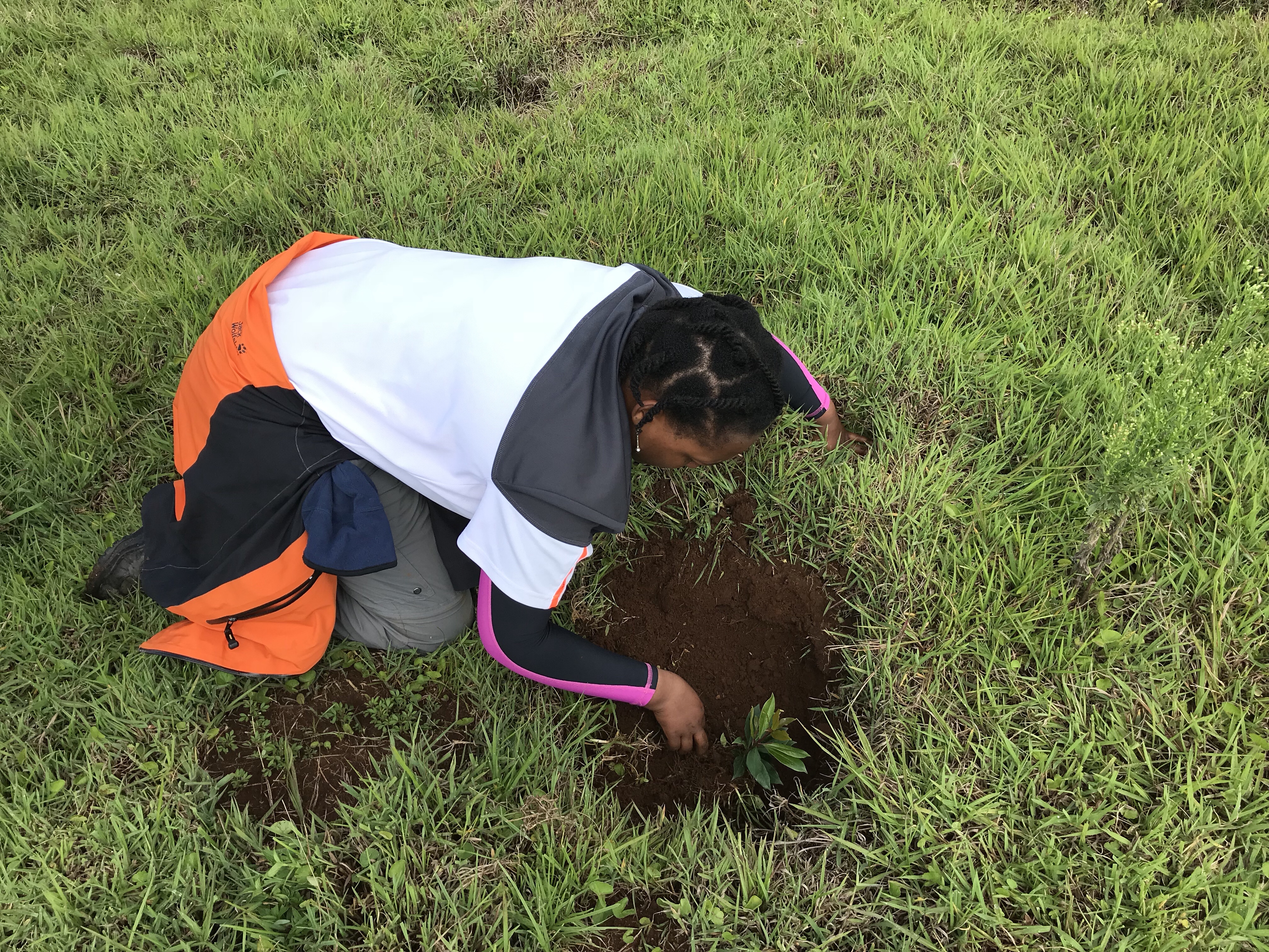 Tree Planting, Mucharage Forest April 2018